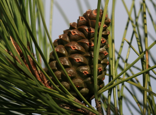 black pine