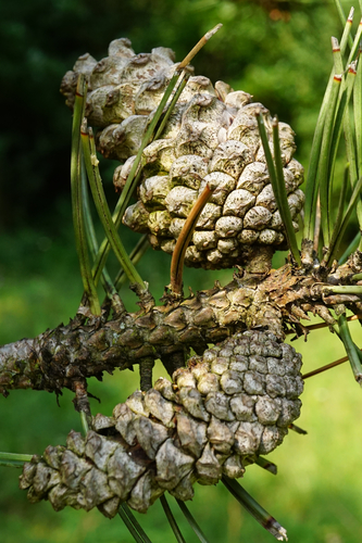 black pine