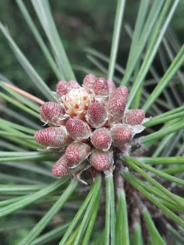 black pine