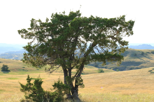Rocky Mountain Juniper