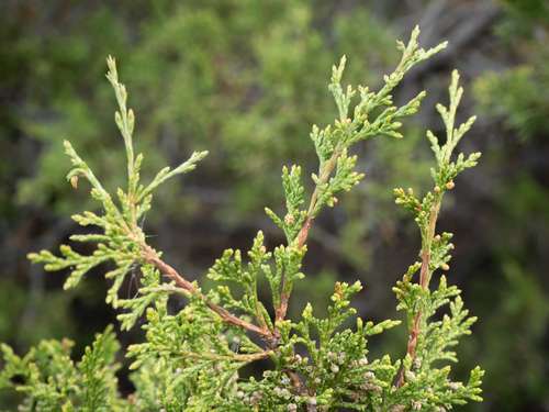 Rocky Mountain Juniper