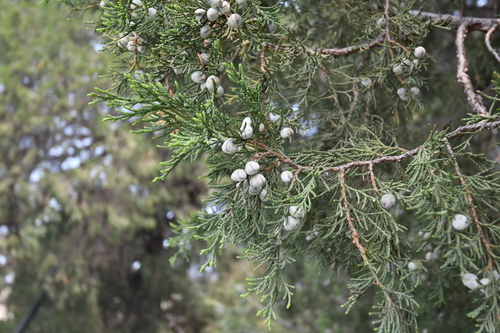 Chinese juniper