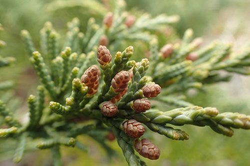 Chinese juniper