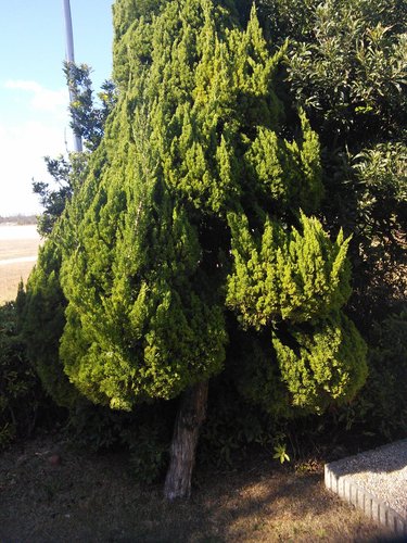 Chinese juniper