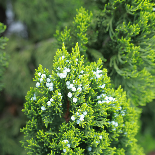 Chinese juniper