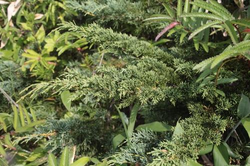 Chinese juniper