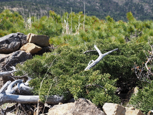 Chinese juniper