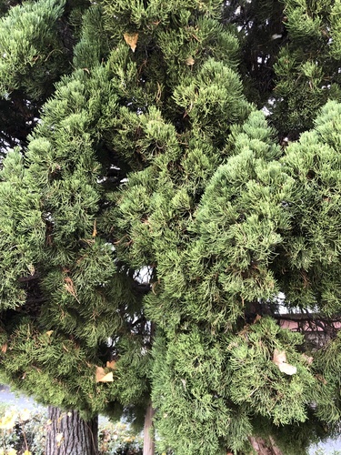 Chinese juniper