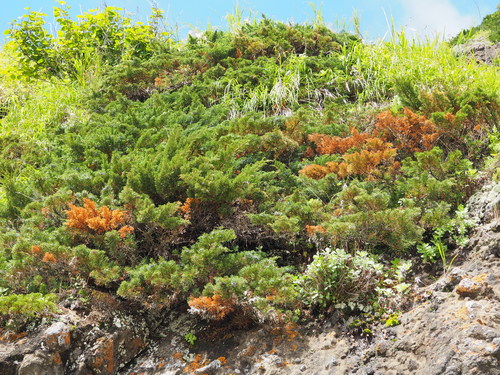 Chinese juniper