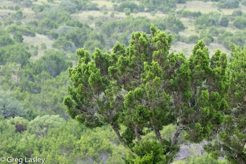 Ashe juniper