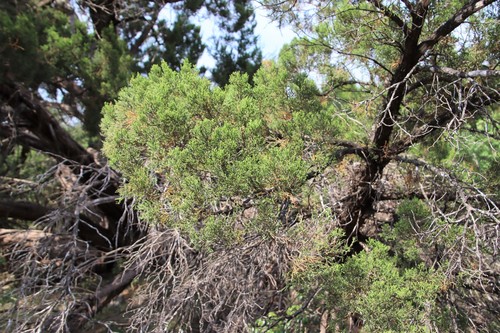 Ashe juniper
