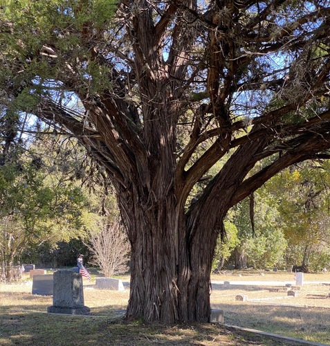 Ashe juniper