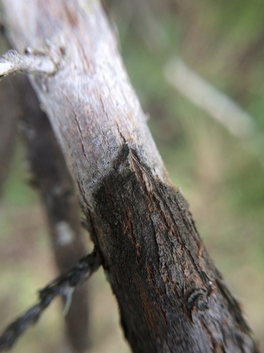 Ashe juniper