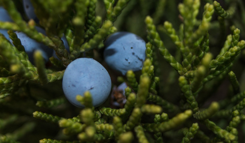 Ashe juniper