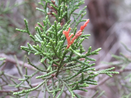 Ashe juniper