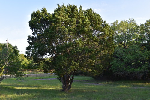 Ashe juniper