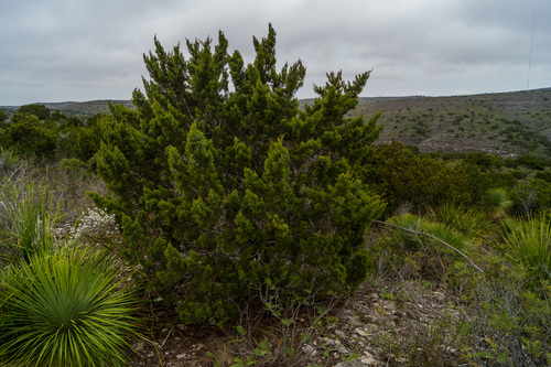Ashe juniper