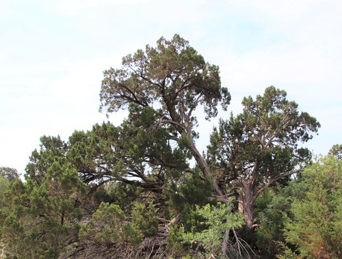 Ashe juniper