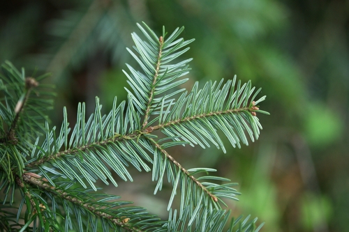 silver fir