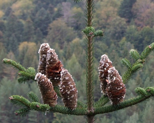silver fir