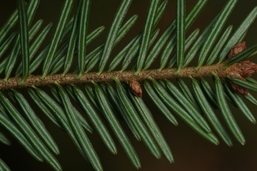 silver fir