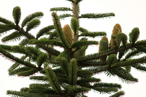 silver fir