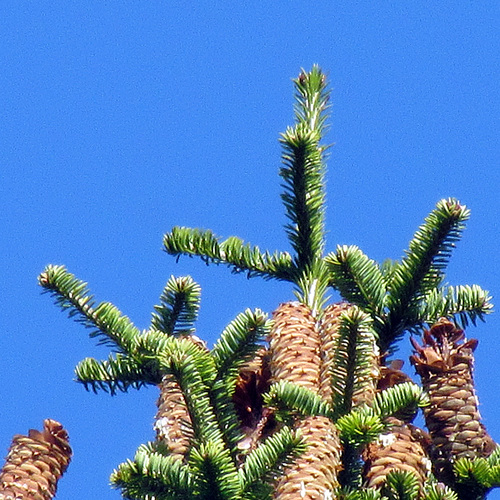 silver fir