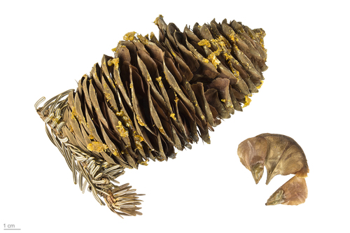 silver fir