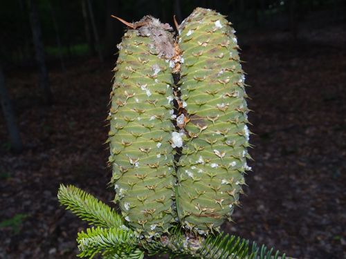 silver fir
