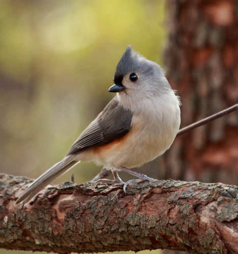 Tufted Titmouse