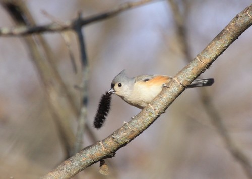 Tufted Titmouse