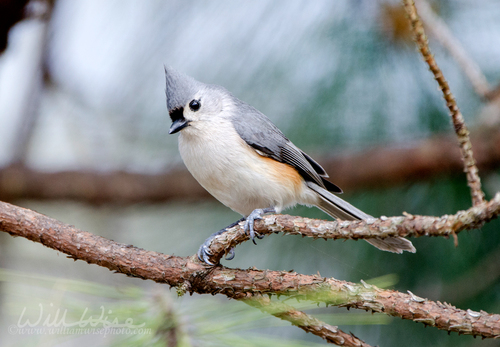 Tufted Titmouse