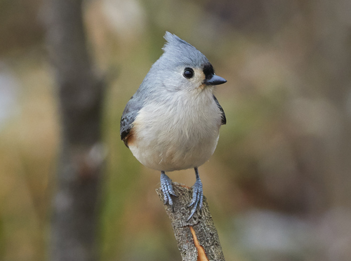 Tufted Titmouse