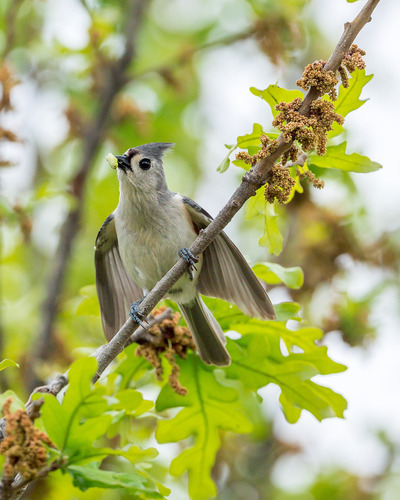 Tufted Titmouse