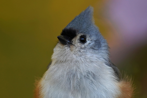 Tufted Titmouse