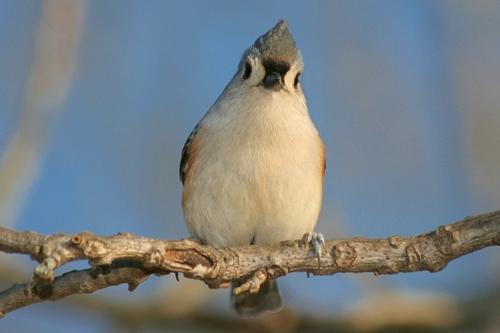Tufted Titmouse