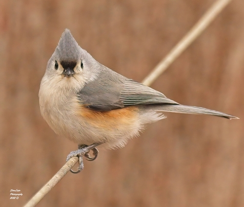 Tufted Titmouse