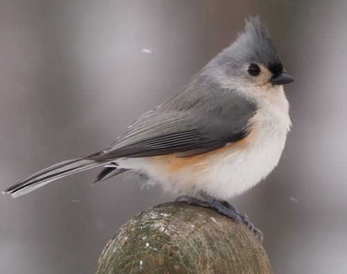 Tufted Titmouse
