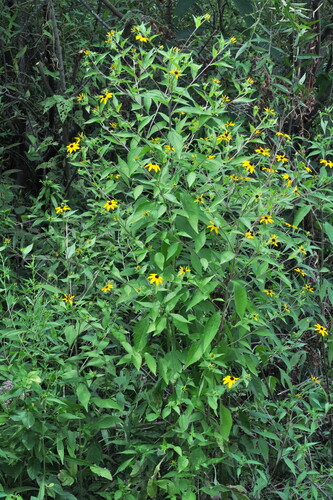 brown-eyed Susan