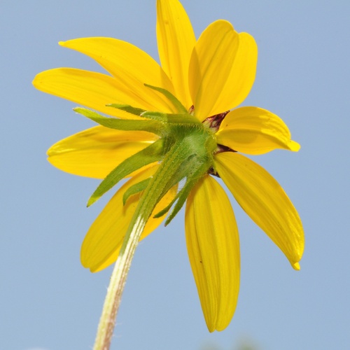 brown-eyed Susan