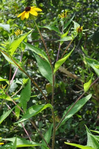 brown-eyed Susan