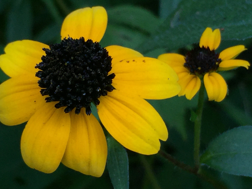 brown-eyed Susan