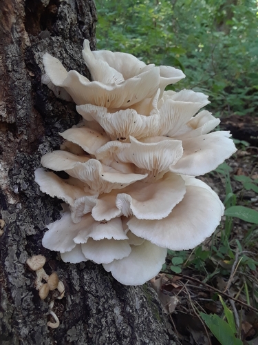 pale oyster