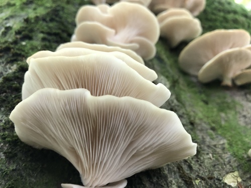 pale oyster