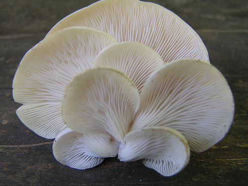 pale oyster