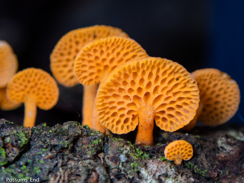 orange pore fungus
