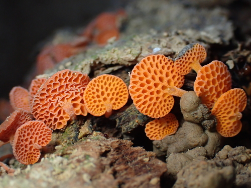 orange pore fungus