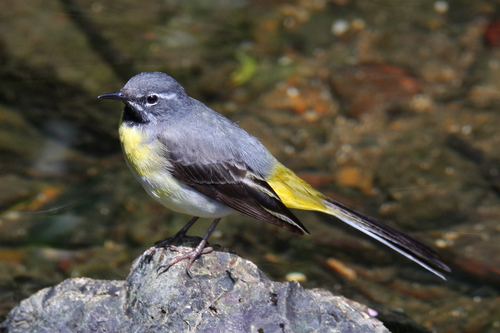 Grey Wagtail