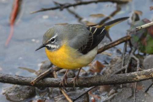 Grey Wagtail