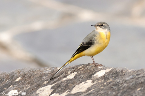 Grey Wagtail